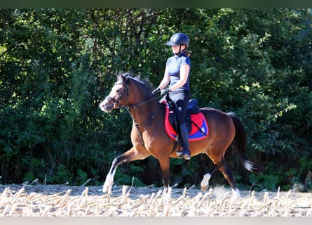 Welsh-B, Castrone, 6 Anni, 135 cm, Baio
