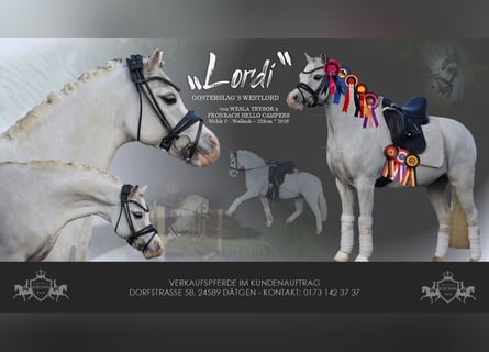 Welsh-B, Castrone, 9 Anni, 128 cm, Grigio