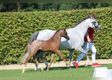 Welsh B, Étalon, 1 Année, Rouan Bleu