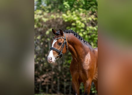 Welsh B, Étalon, 3 Ans, 134 cm, Bai