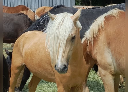Welsh B, Étalon, 4 Ans, 127 cm, Palomino