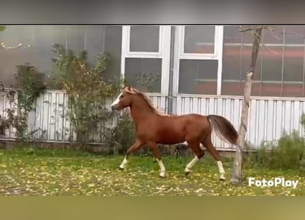 Welsh B, Étalon, 4 Ans, 134 cm, Alezan brûlé