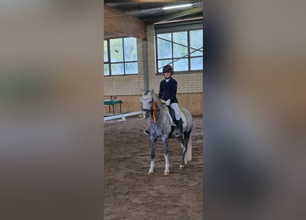 Welsh B, Gelding, 10 years, 12,3 hh, Grey-Dapple