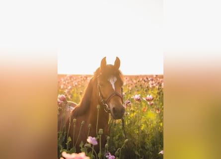 Welsh B, Gelding, 11 years, 13,1 hh, Brown