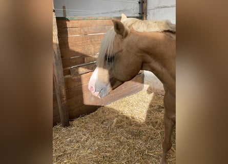 Welsh B, Gelding, 16 years, Palomino