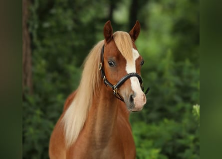 Welsh B, Gelding, 1 year, 12,1 hh, Chestnut-Red
