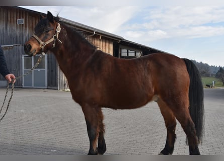Welsh B, Gelding, 25 years, 12,2 hh, Brown