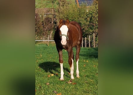 Welsh B, Gelding, 3 years, 12,2 hh, Chestnut-Red