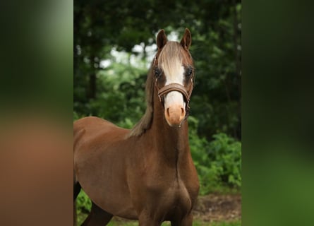 Welsh B, Gelding, 3 years, 12,2 hh, Chestnut-Red