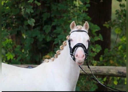 Welsh B, Gelding, 3 years, 12,2 hh, Grey