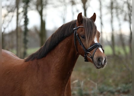 Welsh B, Gelding, 3 years, 13,1 hh