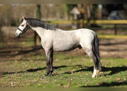 Welsh B, Gelding, 4 years, 12,1 hh, Grey