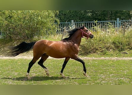 Welsh B, Gelding, 4 years, 12,2 hh, Brown