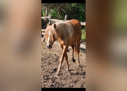 Welsh B, Gelding, 4 years, 12,2 hh, Chestnut-Red