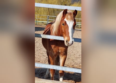 Welsh B, Gelding, 4 years, 13.1 hh, Chestnut-Red