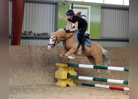 Welsh B, Gelding, 4 years, 13.1 hh, Palomino