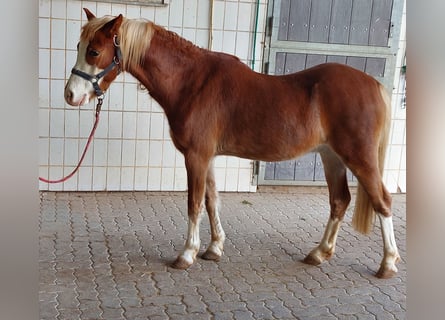 Welsh B, Gelding, 4 years, 13 hh, Chestnut-Red