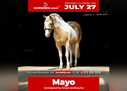 Welsh B, Gelding, 4 years, Pinto