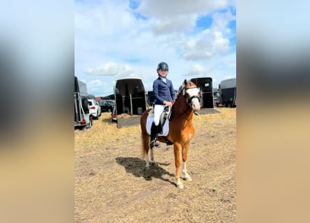 Welsh B, Gelding, 5 years, 12.1 hh, Chestnut-Red