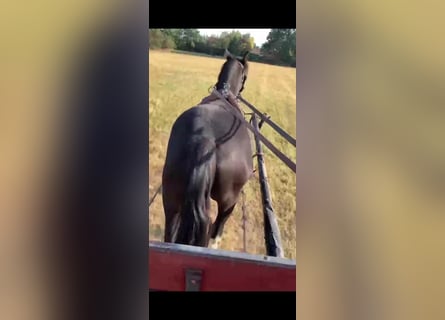 Welsh B, Gelding, 5 years, 12.2 hh, Black