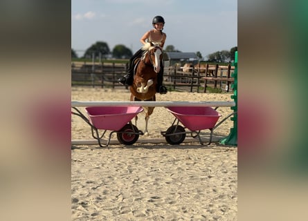 Welsh B, Gelding, 5 years, 12.3 hh, Chestnut-Red