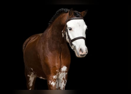 Welsh B, Gelding, 5 years, 12 hh, Brown