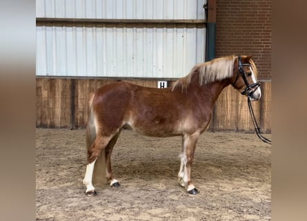 Welsh-b Chestnut-red for sale