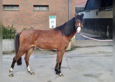 Welsh B, Gelding, 5 years, 13,1 hh, Brown
