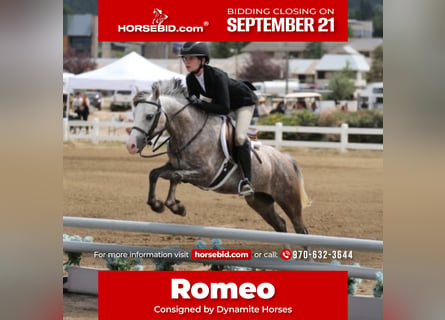 Welsh B, Gelding, 5 years, Grey-Dapple