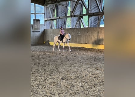 Welsh B, Gelding, 6 years, 13.1 hh, Cremello Welsh B, Gelding, 6 years, 13.1 hh, Cremello
