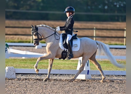 Welsh B, Gelding, 6 years, 13 hh, Palomino