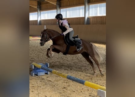 Welsh B, Gelding, 7 years, 12.2 hh, Chestnut-Red