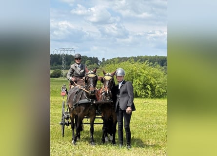 Welsh B, Gelding, 8 years, 12,3 hh, Bay-Dark