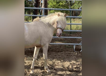 Welsh B, Gelding, 8 years, Cremello