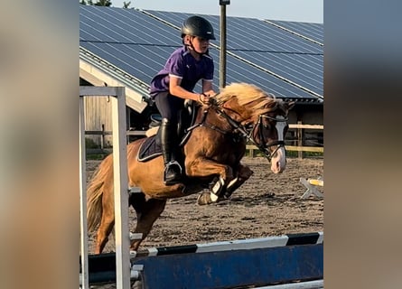 Welsh B, Gelding, 9 years, 12,3 hh, Chestnut-Red