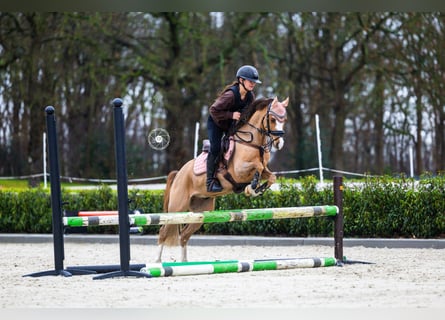 Welsh B, Gelding, 9 years, 12,2 hh, Chestnut