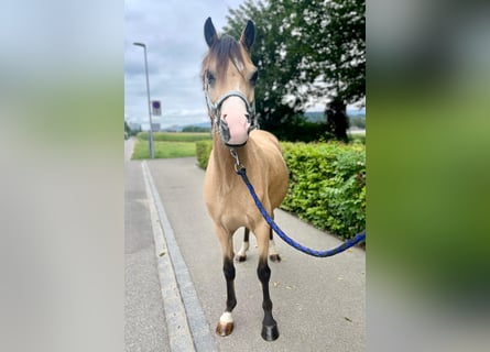 Welsh-B, Wallach, 9 Jahre, 13 hh, Buckskin