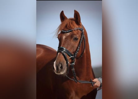 Welsh B, Gelding, 9 years, 13 hh, Chestnut-Red