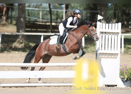 Welsh-B, Giumenta, 11 Anni, 135 cm, Baio ciliegia