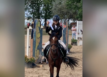 Welsh-B, Giumenta, 11 Anni, 135 cm, Baio ciliegia