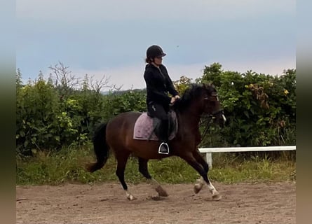 Welsh-B, Giumenta, 11 Anni, 136 cm, Baio