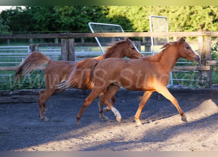 Welsh-B, Giumenta, 3 Anni, 133 cm, Sauro