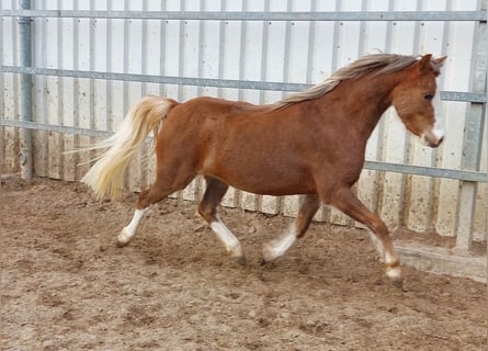 Welsh-B, Giumenta, 4 Anni, 130 cm, Sauro