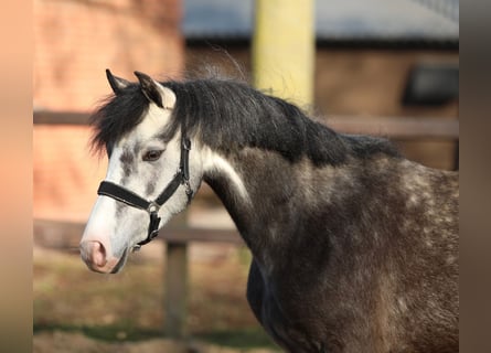Welsh-B, Giumenta, 4 Anni, 133 cm, Grigio