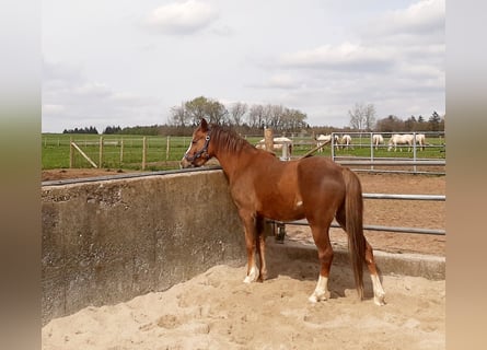 Welsh-B, Giumenta, 4 Anni, 133 cm, Sauro