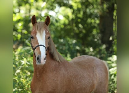 Welsh-B, Giumenta, 5 Anni, 122 cm, Sauro