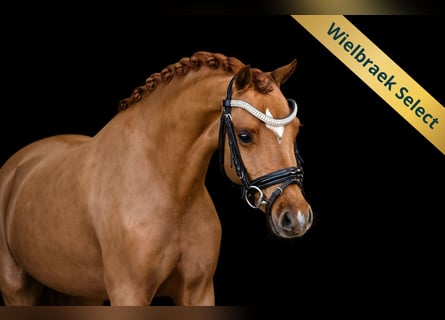 Welsh-B, Giumenta, 5 Anni, 126 cm, Sauro