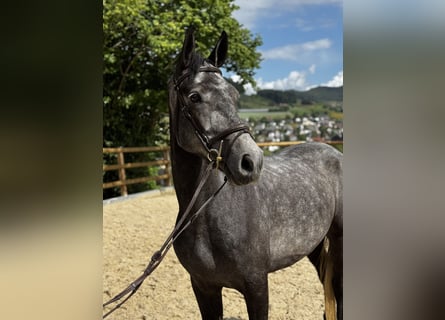 Welsh-B, Giumenta, 5 Anni, 155 cm, Grigio