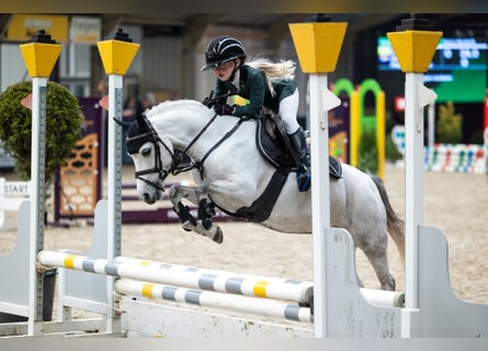 Welsh-B, Giumenta, 8 Anni, 121 cm, Grigio pezzato