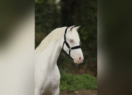 Welsh-B, Giumenta, 8 Anni, 127 cm, Cremello